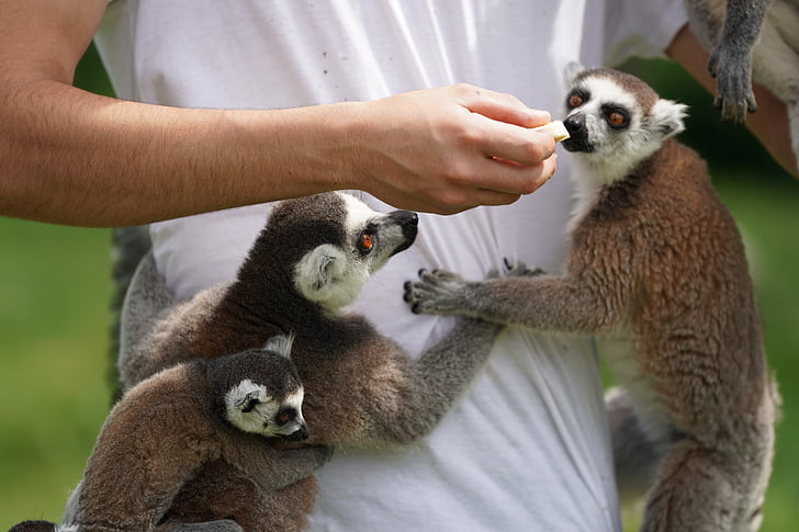 Lemur, alimentação, comer, macaco, Madagascar, cauda anelada anel, jardim zoológico