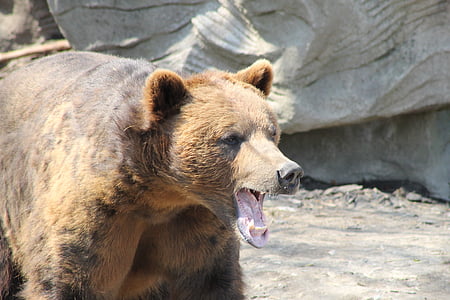 grizzly, bear, brown, teeth, animal, wildlife, nature