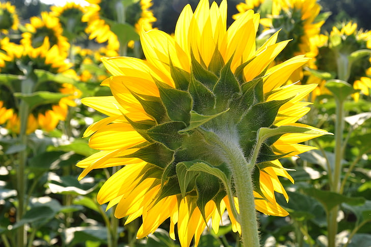 bunga matahari, bunga kuning, bidang bunga matahari