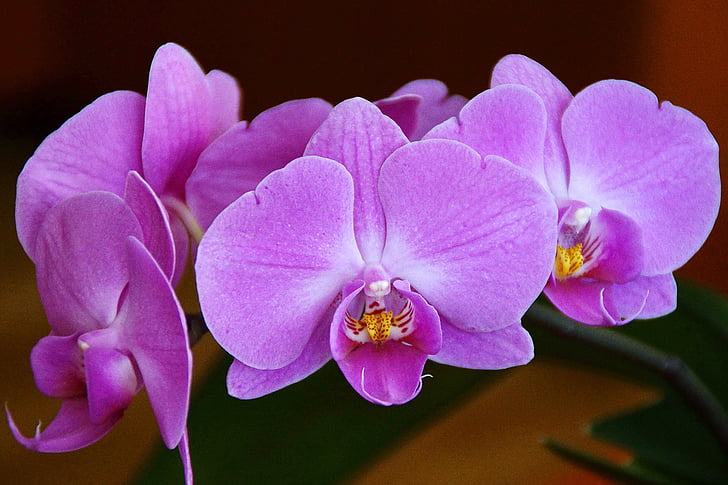 kwiaty, Orchid, fioletowy, doniczki, Natura, młody, rośliny