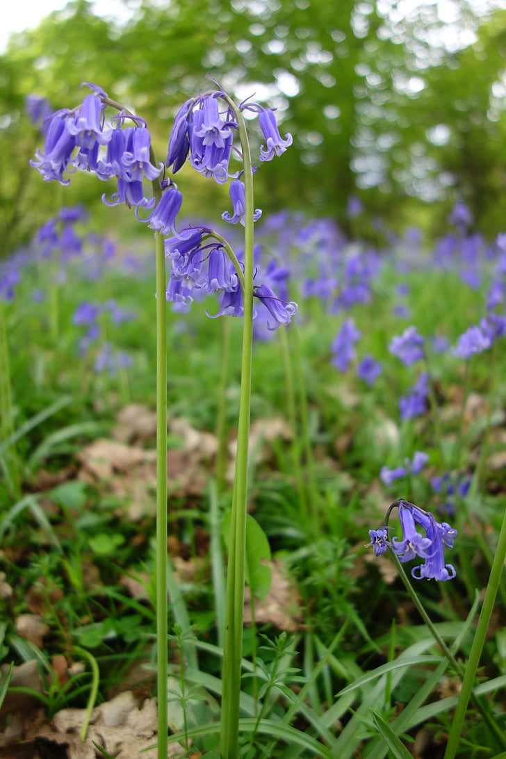 Bluebell, Glockenblumen, Winkworth arboretum