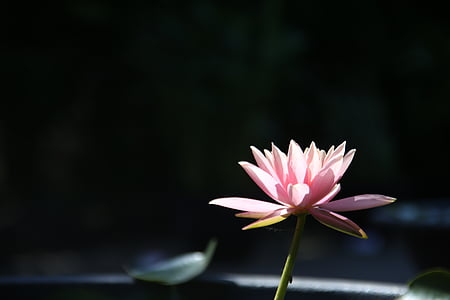 Lotus, bunga, Kolam, tanaman, merah muda, Lili air