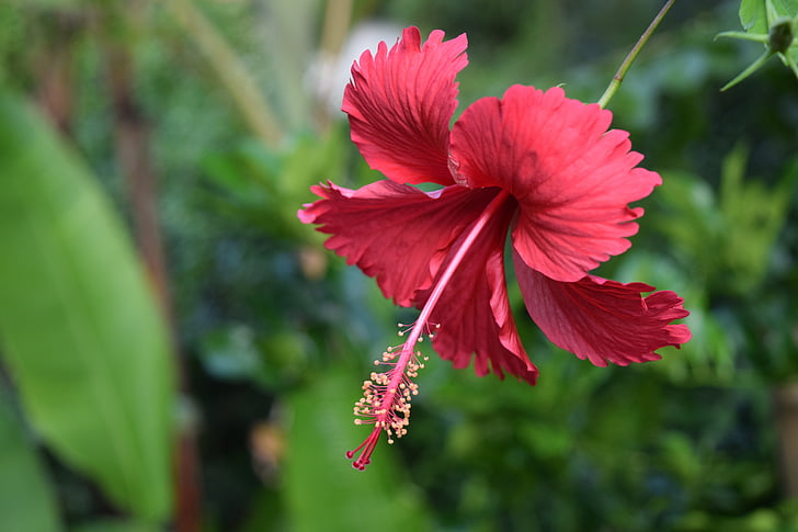 λουλούδι, ζούγκλα, Καμπότζη, φύση, φυτό, πέταλο, κόκκινο
