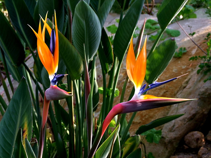strelitzia, flowers, bird flower, bird of paradise flower, bird of paradise, couple, botanical garden