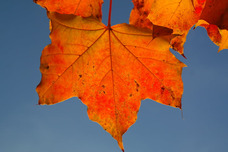 leaf, maple leaf, autumn, fall color, maple, acer platanoides, yellow