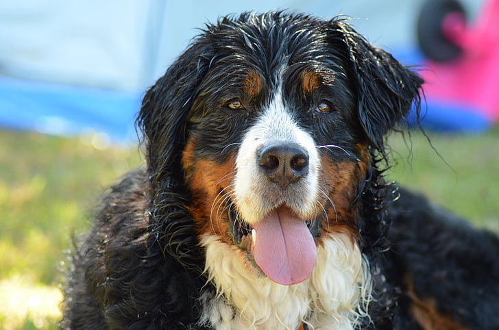 perro, perro de montaña de Bernese, animal, perro grande, mascota