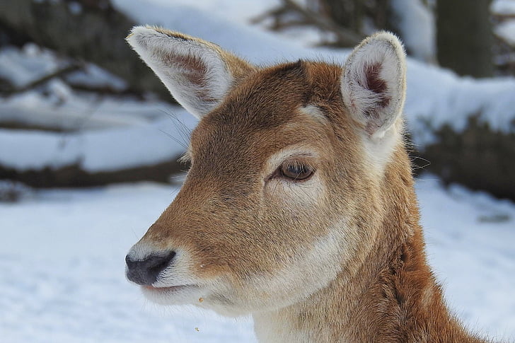Roe deer, hươu fallow, hoang dã, Thiên nhiên, động vật có vú, scheu, mùa đông