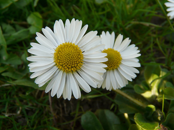 Daisy, plant, Tuin, wit, natuur, zomer, bloem