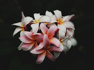 Branco, -de-rosa, pétalas, flores, flor, tropical, pétala