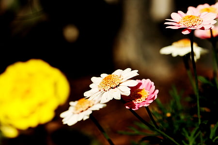 kukat, Kesän kukat, Puutarha, väri, kukka, kesällä, Blossom
