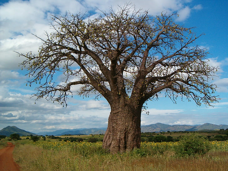 Baobab, trä, Tanzania, Afrika
