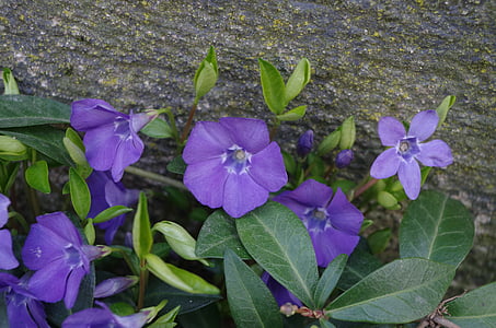 madreselva, púrpura, flor, planta perenne