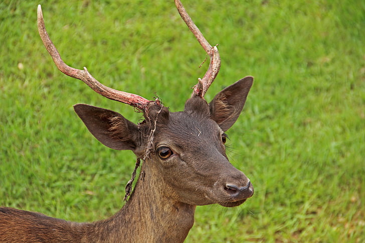 antlers, wildlife, deer, nature, field, grazing, animal