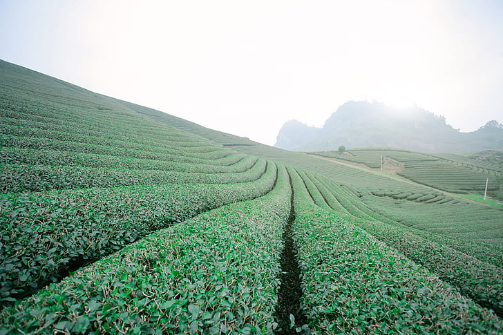 MOC chau tea doi, MOC chau hill, MOC chau - son la, mezőgazdaság, vidéki táj, a mező, Farm