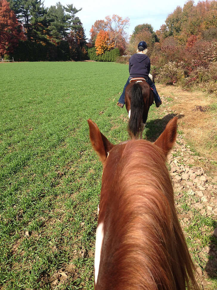 horses, trail riding, riding, horseback, trail, ride, equine