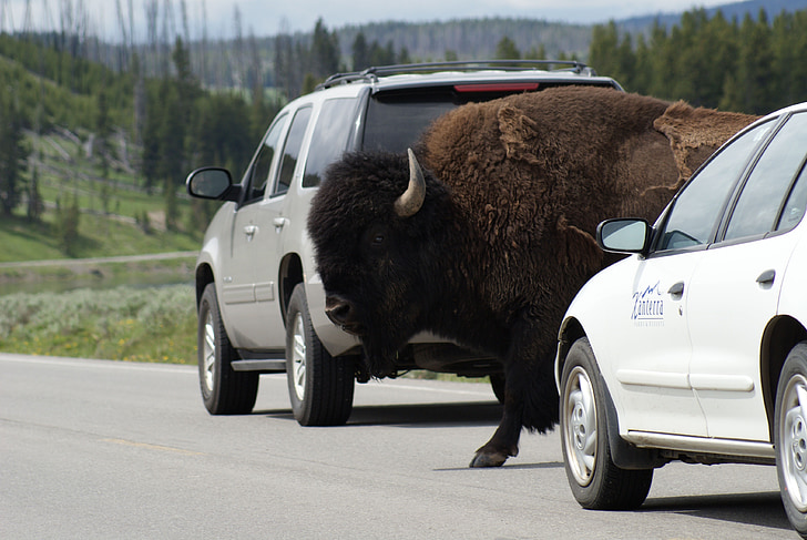 búfal, Montana, animal, natura, Bisó, Parc, Nacional