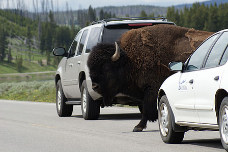 búfalo, Montana, animal, naturaleza, Bisonte, Parque, nacional