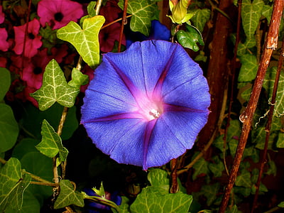 lila Prunk Winde, Imopea purpurea, Bergsteiger, Morning glory, lila, Blume, violett