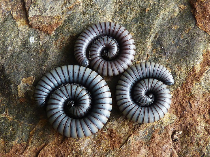 worms, spiral, rock