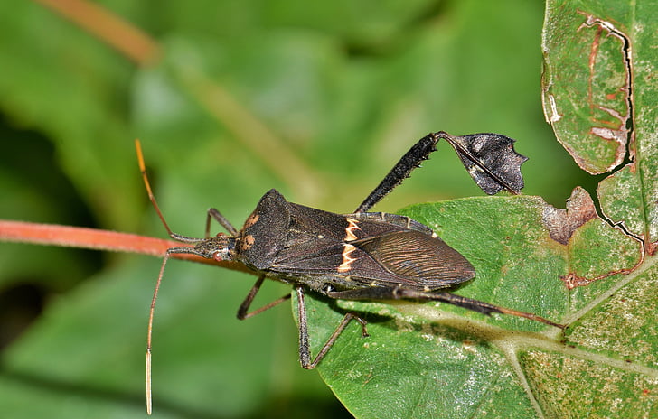 beetle, bug, leaf footed bug, citron bug, insect, flying insect, winged insect