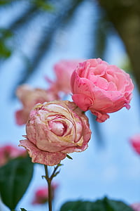virág, Rózsa, rózsaszín, szerelem, természet, tavaszi virágok, kert