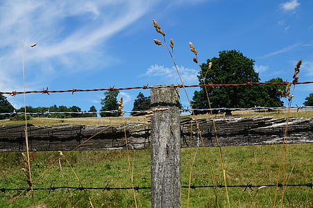 fence, wheat, landscape, meadow, tree, summer, nature