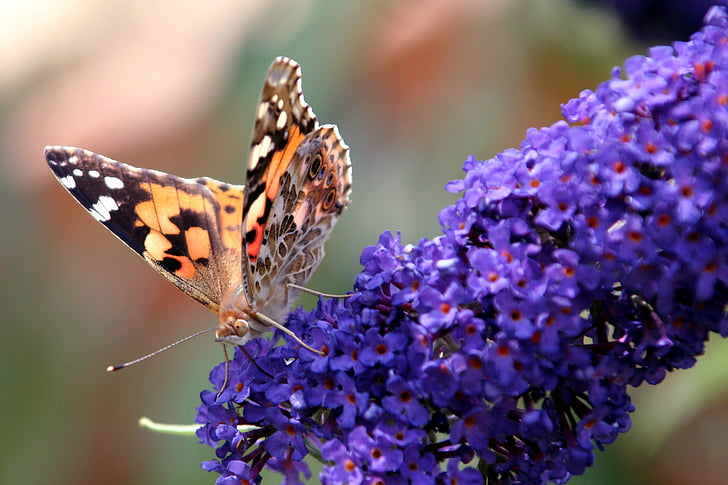 borboleta, buddléia, asas, forragem, flores, insetos, jardim