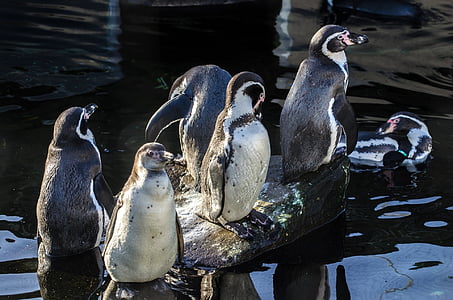 pingouins, Humboldt, ailes, amusement, oiseau, blanc, roches