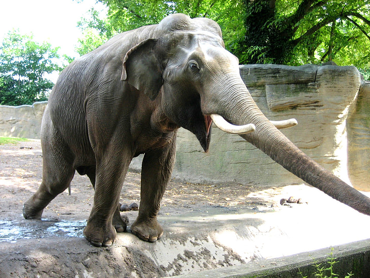 slon, zvíře, Zoo