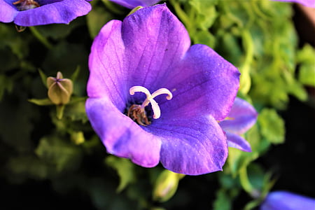 flower, violet, nature, green, leaves, spring, pistil