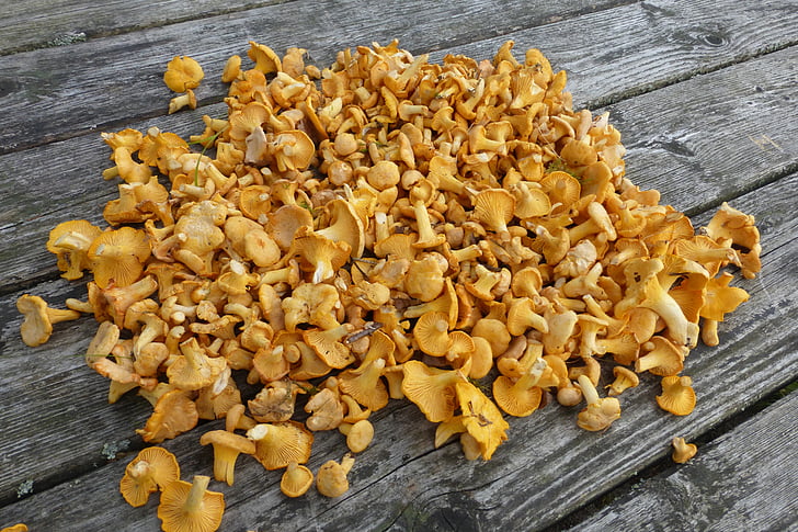 chanterelles, mushrooms, collect, edible, food, yellow, cantharellus