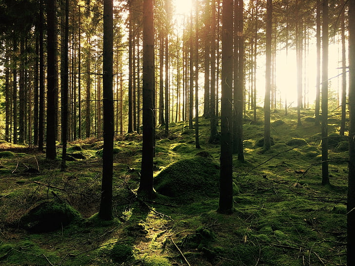 forest, trees, sunlight, woods, environment, nature, green