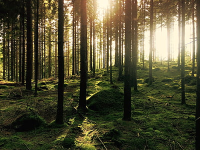δάσος, δέντρα, ηλιακό φως, ξύλα, περιβάλλον, φύση, πράσινο