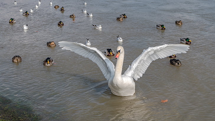 Swan, Bebek, bulu, unggas air, burung air, elegan, Rhine