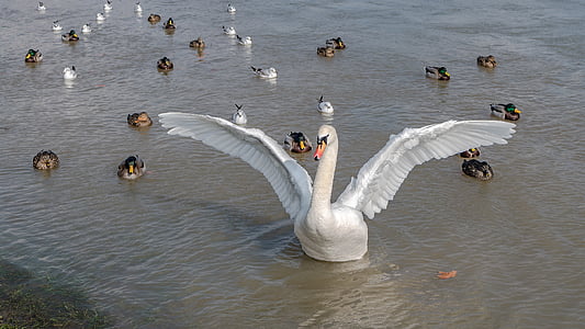 Swan, ender, fjærdrakt, vannfugler, vann fugl, elegante, Rhinen