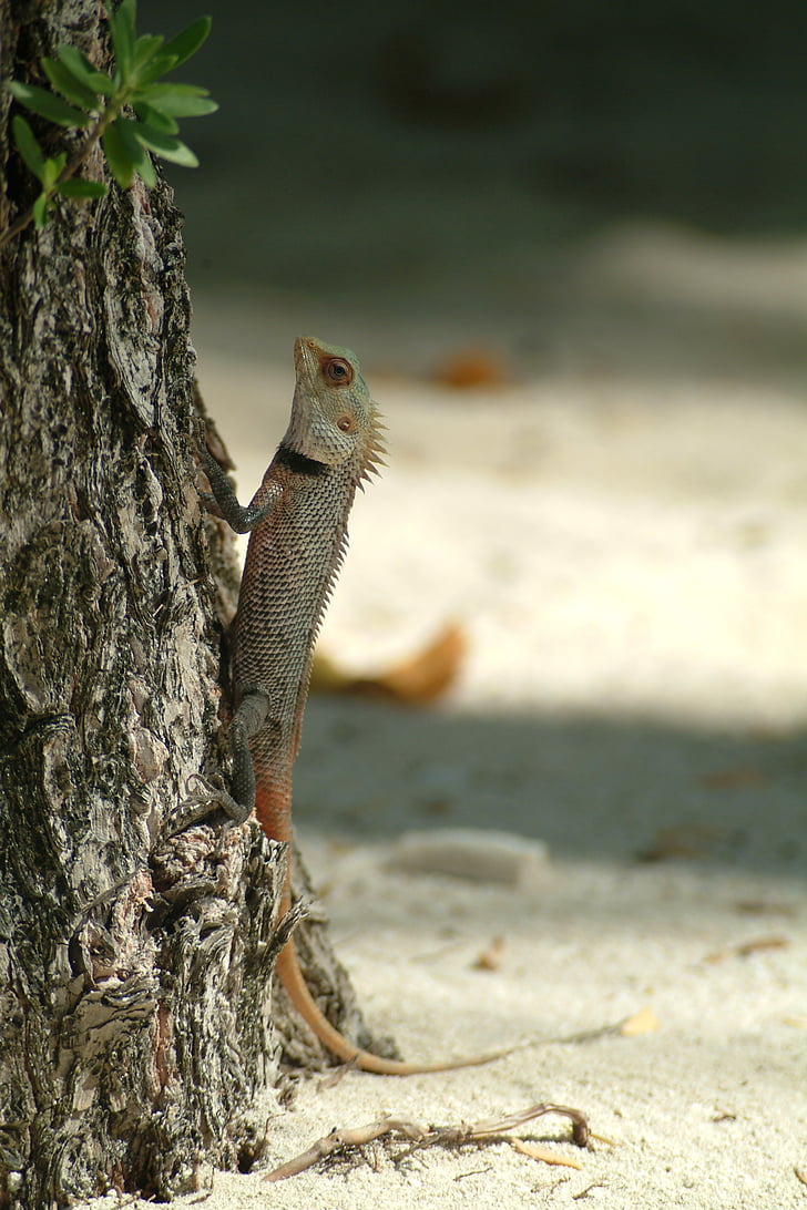 ödla, Gecko, Maldiverna