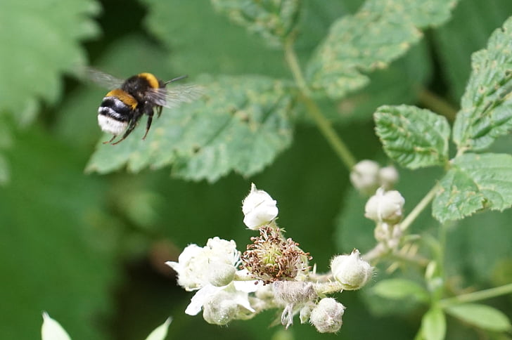 Bumble bee, miel, été, pollen, abeille, nature, nid d’abeille