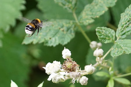 Bumble l'ape, miele, estate, polline, ape, natura, a nido d'ape