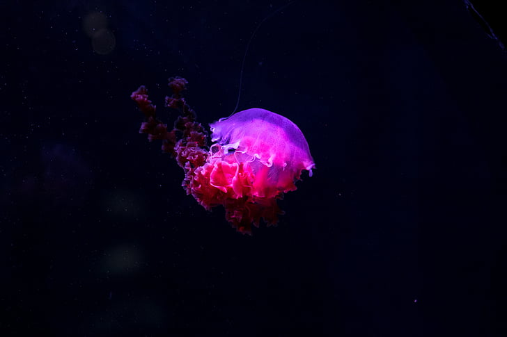 meduze, Podvodni, globoko, morje, Ocean, želo