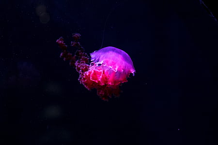 medusas, bajo el agua, profundo, mar, Océano, picadura de