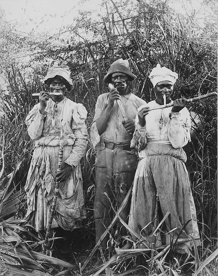 žetev sladkornega trsa, sladkornega trsa, Jamajka, 1880, črno-belo