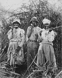 gula tebu panen, tebu, Jamaika, 1880, hitam dan putih