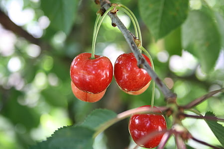 sweet cherries, cherries, sweet, red, fruit, pair, fruit tree