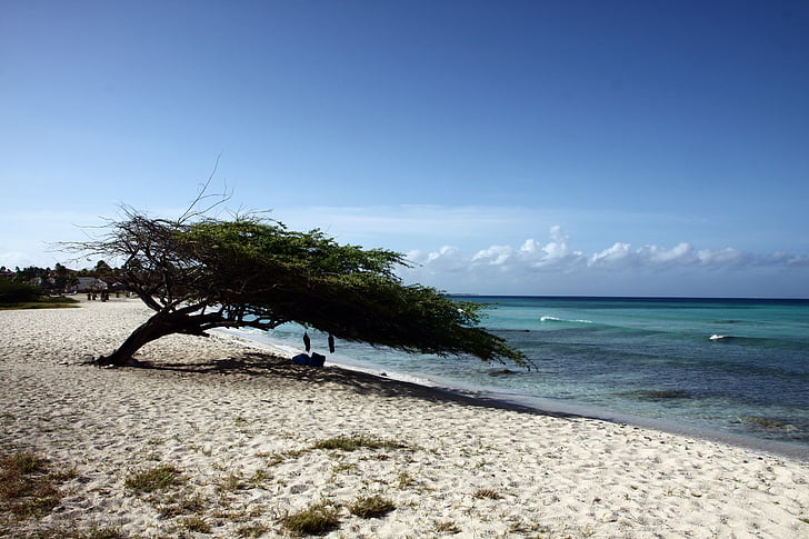 plage, Aruba, plage de sable, mer, vacances, mer du Sud, Caraïbes