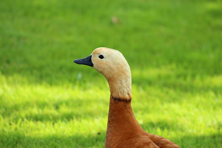 duck, cute, flawless