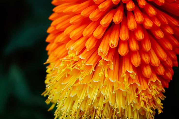 macro, photography, orange, yellow, flower, daytime, bloom
