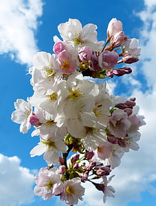cereja de coluna, céu, árvores de cereja japonesas, flor, flor, cerejeira ornamental, cerejeira japonesa