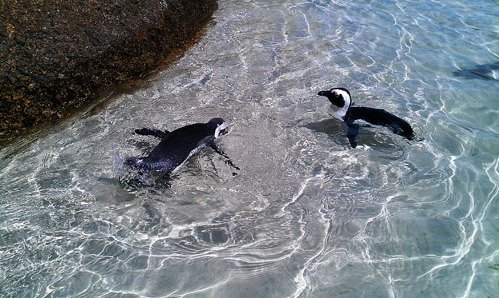 penguins, birds, water