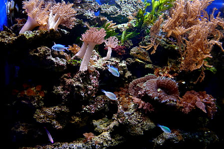 coral reef, fish, coral, water, stones, plant, animals
