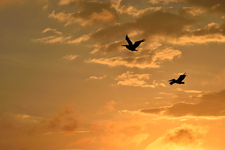 solnedgång, Florida, fåglar, aviär, pelikaner som flyger, Sky, vilda djur